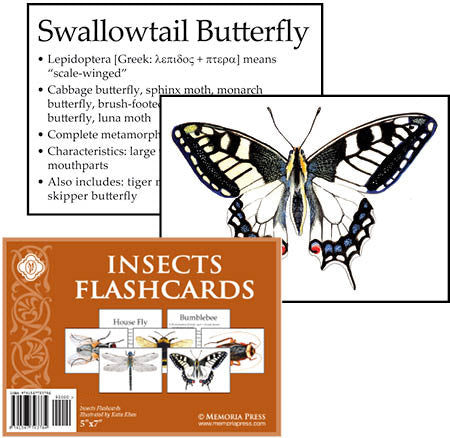 9781547703784-insects-flashcards