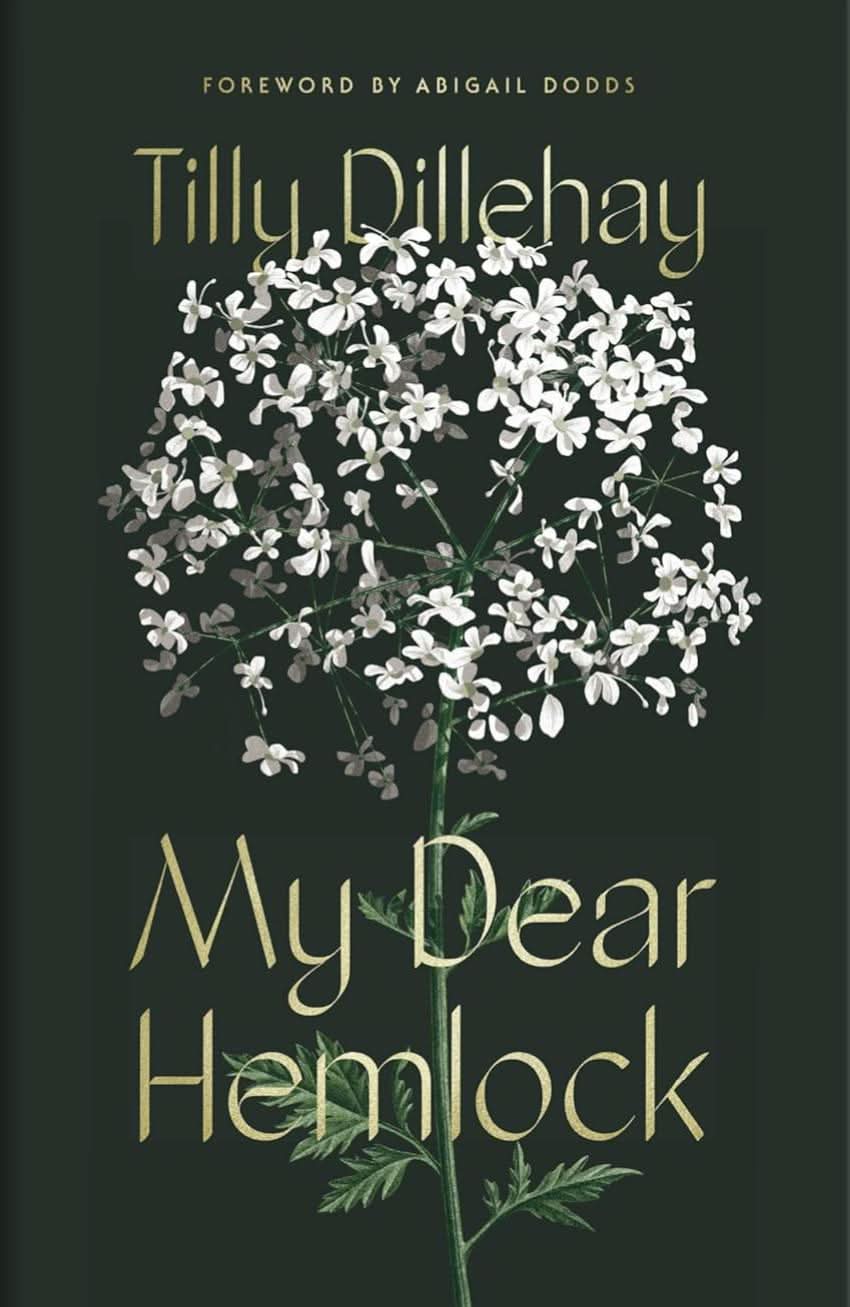 9781591281351-my-dear-hemlock-tilly-dillehay